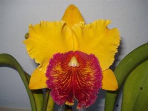 Rhyncholaeliocattleya Mirian Suzuki