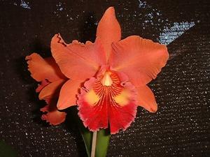 Rhyncholaeliocattleya Mirian Suzuki