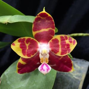 Phalaenopsis Brother Ambo Passion