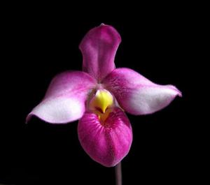 Phragmipedium Michel Tremblay