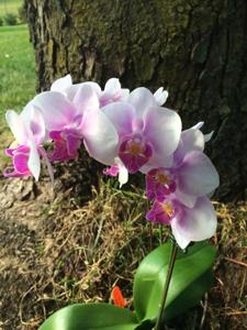 Phalaenopsis Taisuco Pink Lady