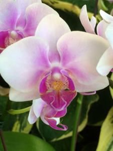 Phalaenopsis Taisuco Pink Lady