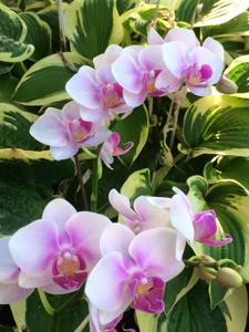 Phalaenopsis Taisuco Pink Lady