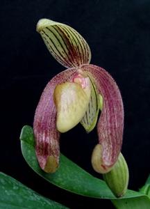 Paphiopedilum King Tutankhamun