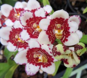 Sarcochilus Bessie