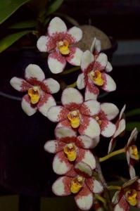 Sarcochilus Bessie