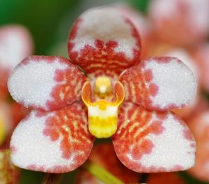 Sarcochilus Bessie