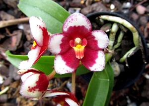 Sarcochilus Bessie