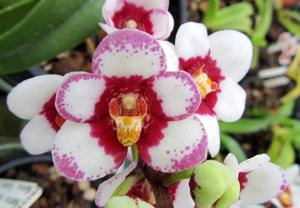 Sarcochilus Bessie