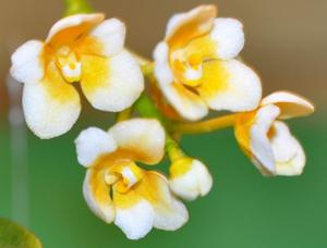 Sarcochilus Roberta