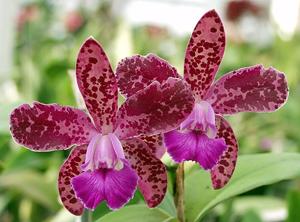 Cattleya Exotic's Plum Leopard