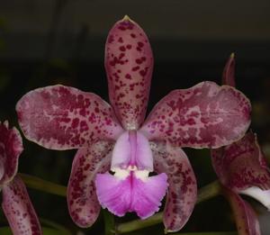 Cattleya Exotic's Plum Leopard