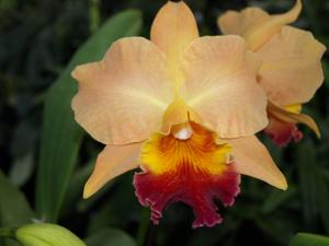 Rhyncholaeliocattleya John Passander