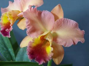 Rhyncholaeliocattleya John Passander