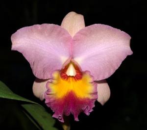 Rhyncholaeliocattleya John Passander