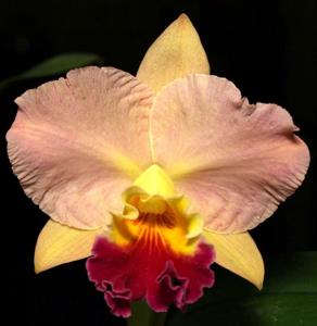 Rhyncholaeliocattleya John Passander