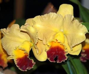 Rhyncholaeliocattleya John Passander