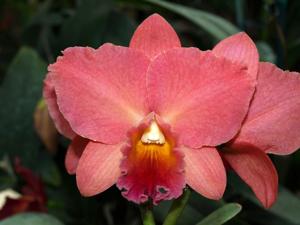 Rhyncholaeliocattleya John Passander