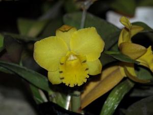 <i>Rhyncholaeliocattleya</i> Beau's Sunshine