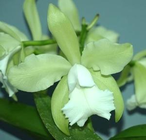 Cattleya Atalanta Lane