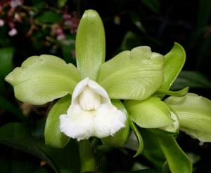 Cattleya Atalanta Lane