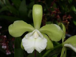 Cattleya Atalanta Lane