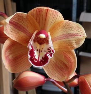 Cymbidium Darch Dots