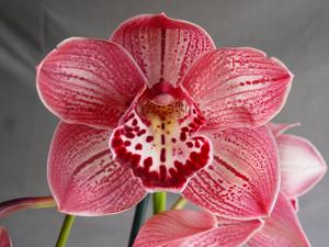 Cymbidium Darch Dots