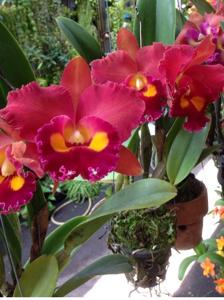 Rhyncholaeliocattleya Phet Paithoon