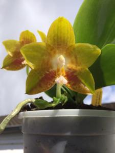 Phalaenopsis Yin's Green Jewel