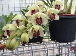 Cymbidium Paradisian Bell