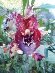 Catasetum Judy Wagner