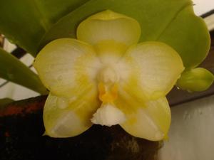 Phalaenopsis Yaphon Lover