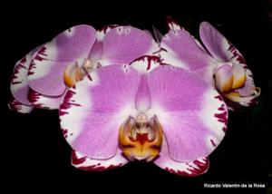 Phalaenopsis Jiuhbao Fairy