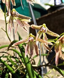 Dendrobium Australian Lemon Pepper