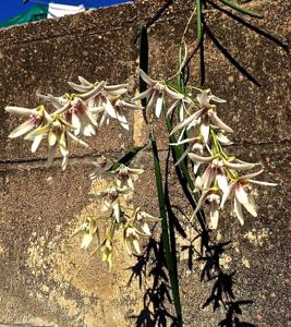 Dendrobium Australian Lemon Pepper