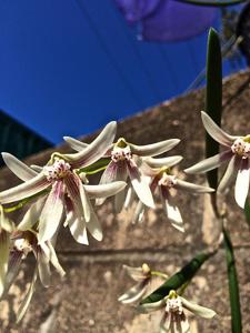 Dendrobium Australian Lemon Pepper