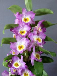 Dendrobium Angel Moon