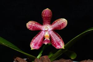 Phalaenopsis Fuscabell