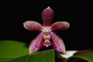 Phalaenopsis Fuscabell