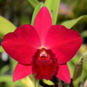 Rhyncholaeliocattleya Memoria Irene Feil