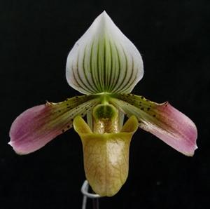 Paphiopedilum Pagoda Song