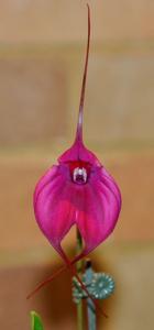 Masdevallia Hot Shot