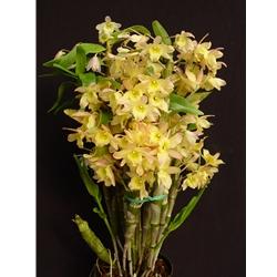 Dendrobium Spring Bird