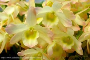 Dendrobium Spring Bird