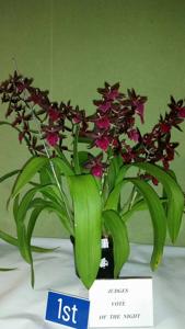 Oncostele Midnight Miracles