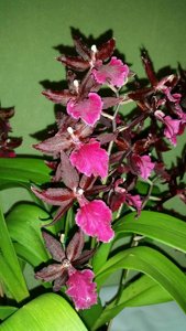 Oncostele Midnight Miracles