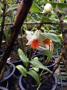 Dendrobium Hsinying Frostymaree