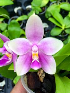 Phalaenopsis Yaphon Green Canary