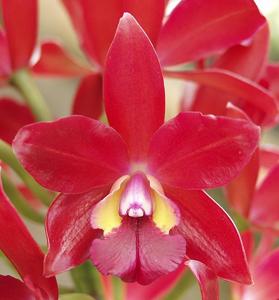 Cattlianthe Ruby Wax